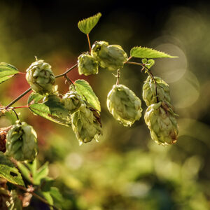 LUPPOLO, HUMULUS LUPULUS, CANNABACEAE - 6923