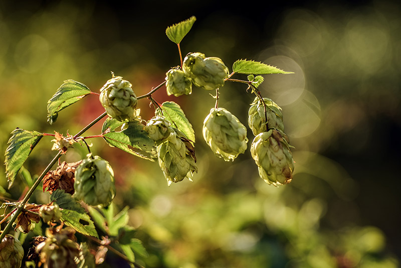 LUPPOLO, HUMULUS LUPULUS, CANNABACEAE - 6923 - immagine 1