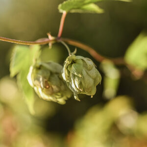 LUPPOLO, HUMULUS LUPULUS, CANNABACEAE - 6925