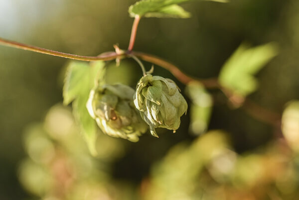 LUPPOLO, HUMULUS LUPULUS, CANNABACEAE - 6925