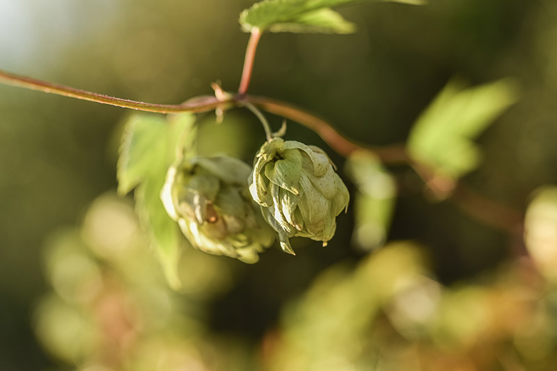 LUPPOLO, HUMULUS LUPULUS, CANNABACEAE - 6925 - immagine 1