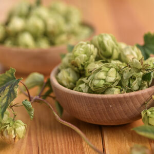 LUPPOLO, HUMULUS LUPULUS, CANNABACEAE - 6943