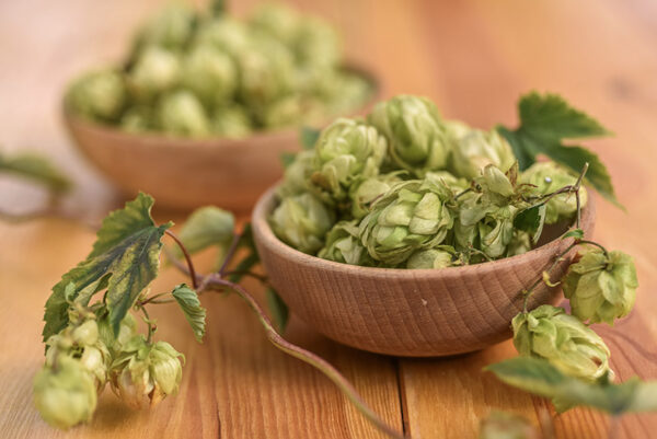 LUPPOLO, HUMULUS LUPULUS, CANNABACEAE - 6943