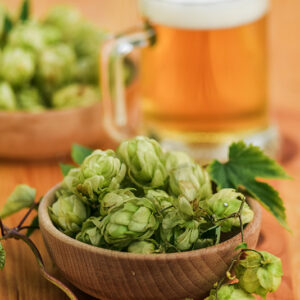 LUPPOLO, HUMULUS LUPULUS, CANNABACEAE - 6949