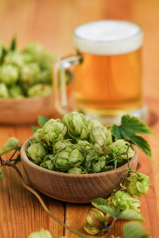 LUPPOLO, HUMULUS LUPULUS, CANNABACEAE - 6949