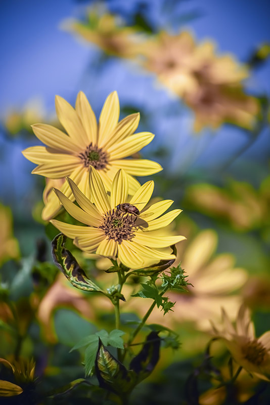 HELIANTHUS TUBEROSUS ASTERACEAE TOPINAMBUR - 6890