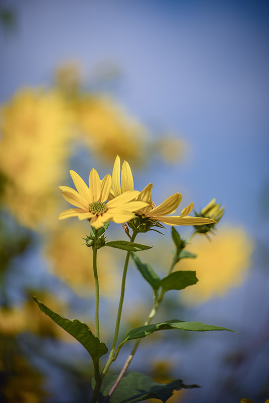 HELIANTHUS TUBEROSUS ASTERACEAE TOPINAMBUR - 6893