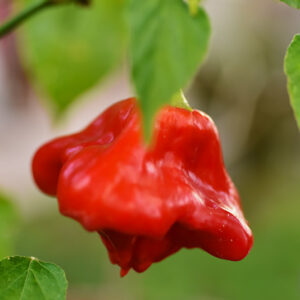 PEPERONCINO BISHOP CROWN (CAPPELLO DEL VESCOVO) - 6960