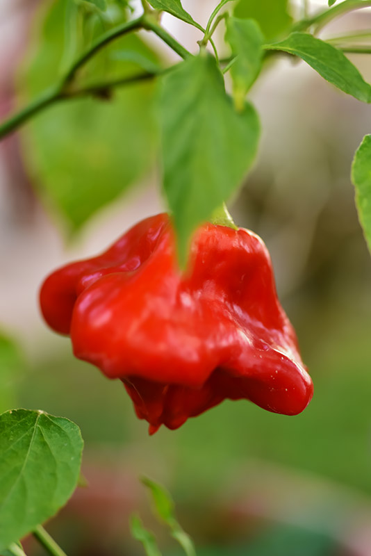 PEPERONCINO BISHOP CROWN (CAPPELLO DEL VESCOVO) - 6960