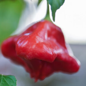 PEPERONCINO BISHOP CROWN (CAPPELLO DEL VESCOVO) - 6962