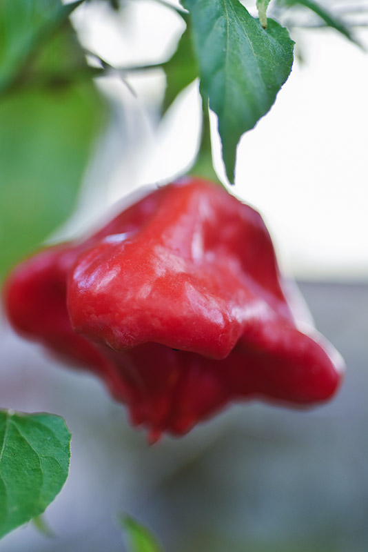 PEPERONCINO BISHOP CROWN (CAPPELLO DEL VESCOVO) - 6962