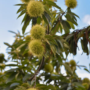 CASTANEA SATIVA, RICCI, CASTAGNO, FAGACEAE - 6931