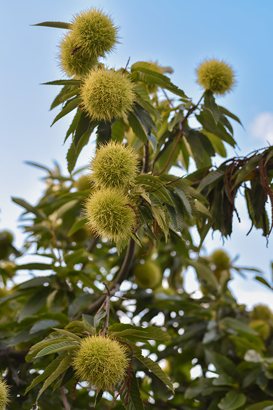 CASTANEA SATIVA, RICCI, CASTAGNO, FAGACEAE - 6931