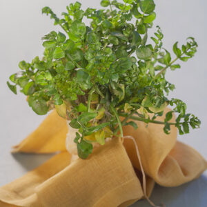 CRESCIONE D'ACQUA, NASTURTIUM OFFICINALE, BRASSICACEAE - 6055
