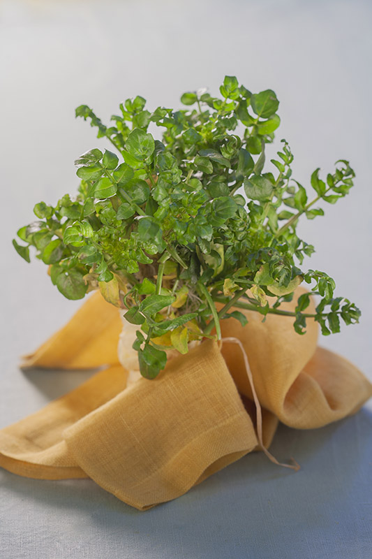 CRESCIONE D'ACQUA, NASTURTIUM OFFICINALE, BRASSICACEAE - 6055