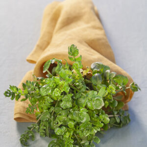 CRESCIONE D'ACQUA, NASTURTIUM OFFICINALE, BRASSICACEAE - 6052