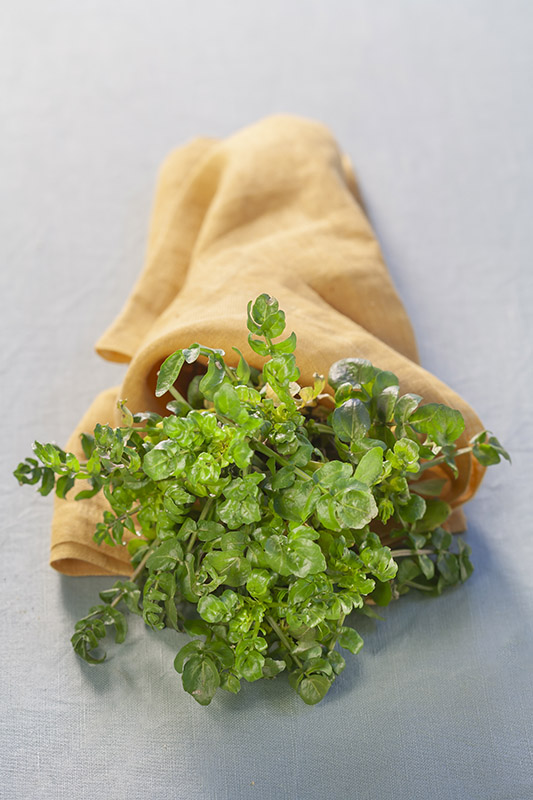 CRESCIONE D'ACQUA, NASTURTIUM OFFICINALE, BRASSICACEAE - 6052
