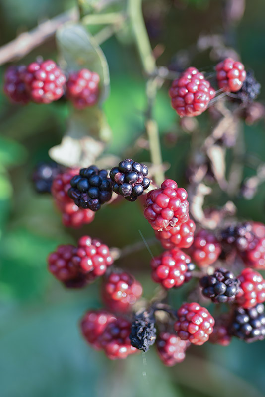 MORUS, MORE, MORACEAE - 6929