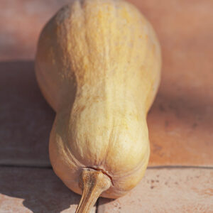 ORO D'AUTUNNO - ZUCCA FRISCO - 2551