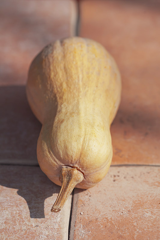 ORO D'AUTUNNO - ZUCCA FRISCO - 2551