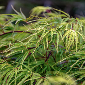 ACER PALMATUM , THUNB, ACERO PALMATO, SAPINDACEAE, ACERACEAE, ASIA ORIENTALE - 7405
