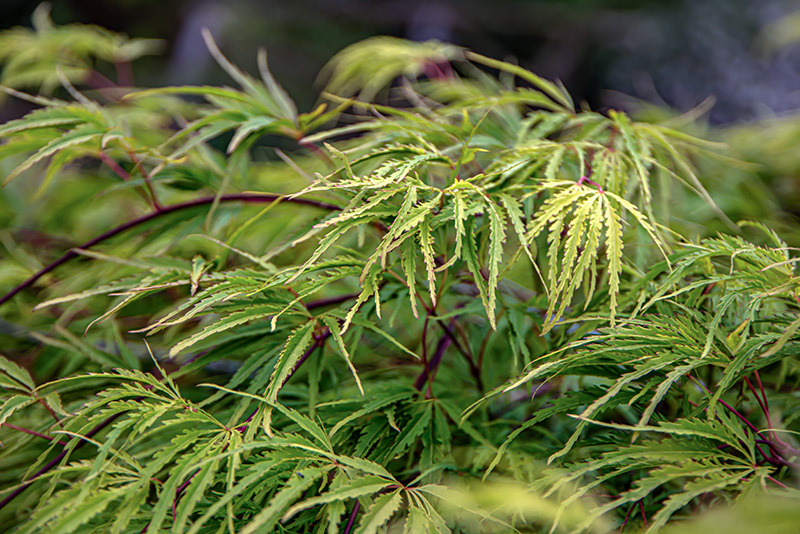 ACER PALMATUM , THUNB, ACERO PALMATO, SAPINDACEAE, ACERACEAE, ASIA ORIENTALE - 7405 - immagine 1