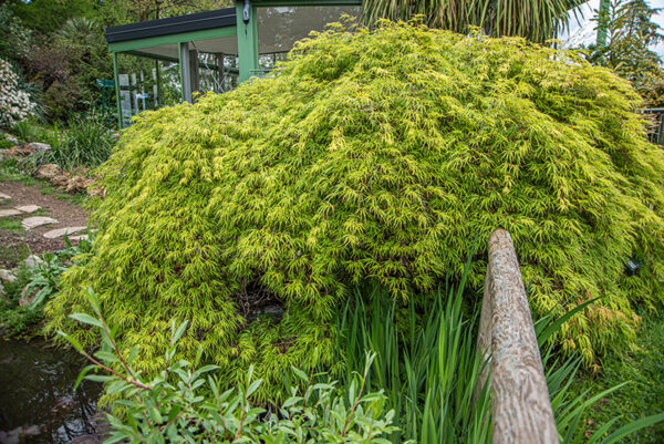ACER PALMATUM , THUNB, ACERO PALMATO, SAPINDACEAE, ASIA ORIENTALE - 7406
