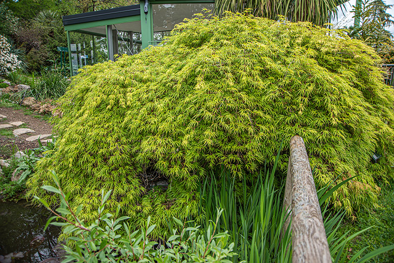 ACER PALMATUM , THUNB, ACERO PALMATO, SAPINDACEAE, ASIA ORIENTALE - 7406 - immagine 1
