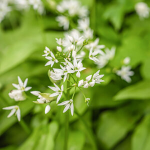 ALLIUM URSINUM, AGLIO ORSINO, LILIACEAE, AMARYLLIDACEAE - 7346