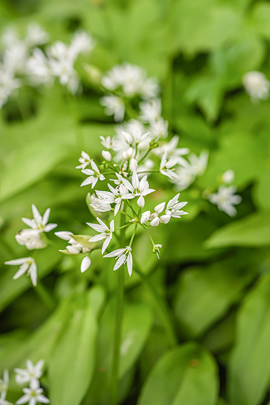 ALLIUM URSINUM, AGLIO ORSINO, LILIACEAE, AMARYLLIDACEAE - 7346