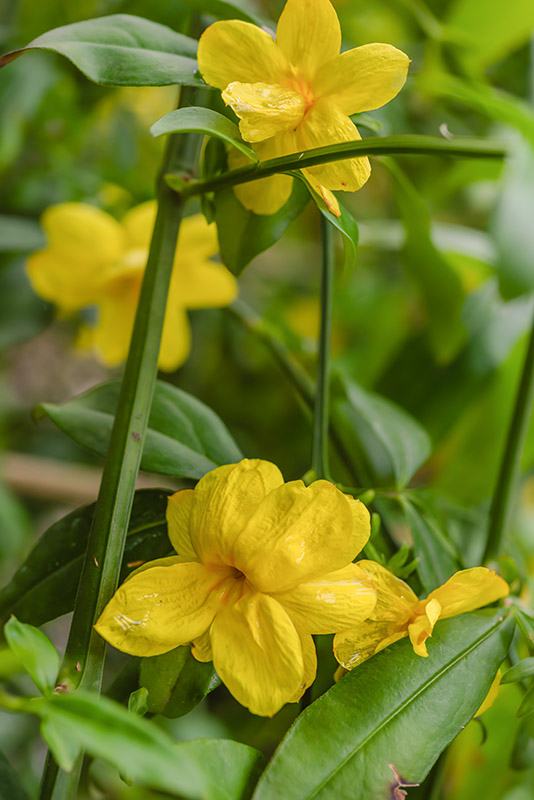 JASMINUM MESNYI, HANCE, GELSOMINO PRIMULINO, JAPANESE JASMINE, ASIA ORIENTALE - 7299