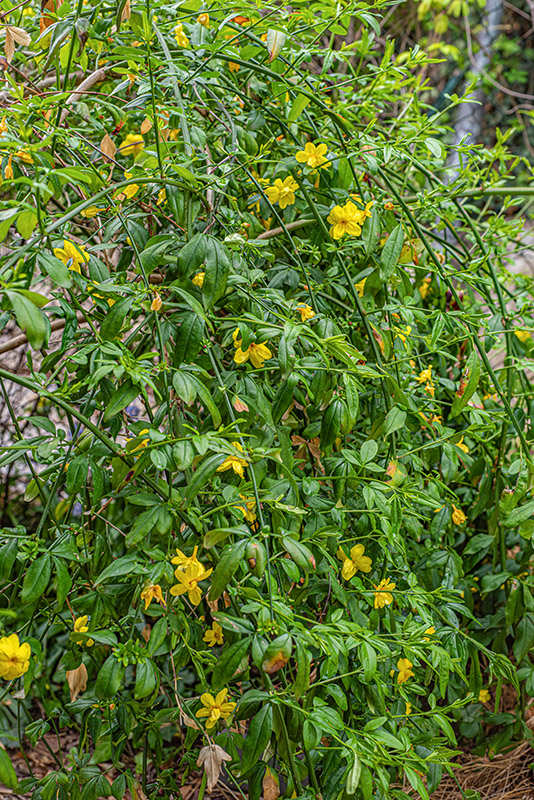 JASMINUM MESNYI, HANCE, GELSOMINO PRIMULINO, JAPANESE JASMINE, ASIA ORIENTALE - 7297