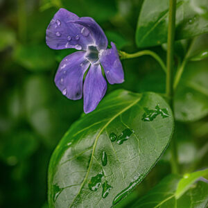VINCA MAJOR, PERVINCA MAGGIORE, APOCYNACEAE - 7305