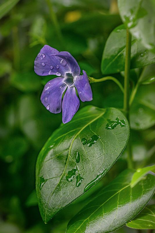 VINCA MAJOR, PERVINCA MAGGIORE, APOCYNACEAE - 7305