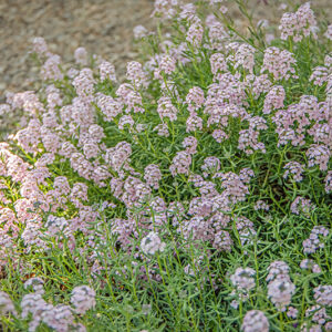 AETHIONEMA GRANDIFLORUM, BOISS & HOEN, BRASSICACEAE, REGIONE CAUCASICA - 7142