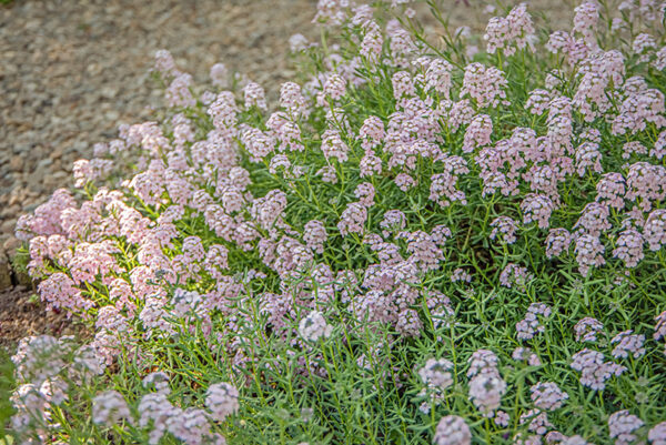 AETHIONEMA GRANDIFLORUM, BOISS & HOEN, BRASSICACEAE, REGIONE CAUCASICA - 7142