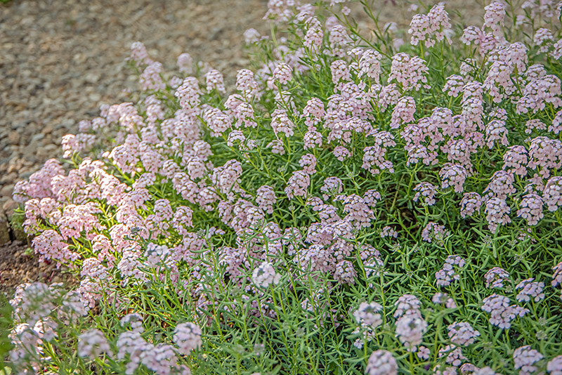 AETHIONEMA GRANDIFLORUM, BOISS & HOEN, BRASSICACEAE, REGIONE CAUCASICA - 7142 - immagine 1