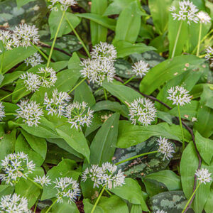 AGLIO ORSINO - ALLIUM URSINUM - AMARYLLIDACEAE  - 7195