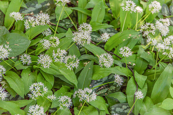 AGLIO ORSINO - ALLIUM URSINUM - AMARYLLIDACEAE  - 7195