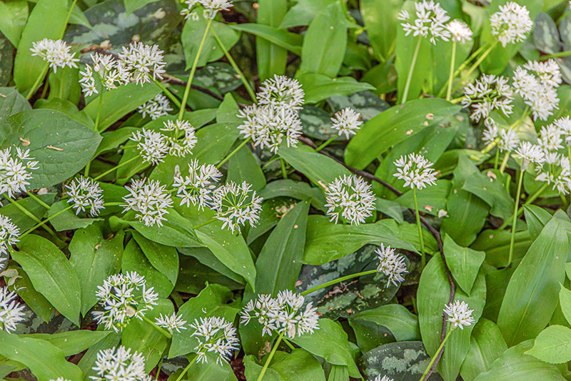 AGLIO ORSINO - ALLIUM URSINUM - AMARYLLIDACEAE  - 7195 - immagine 1