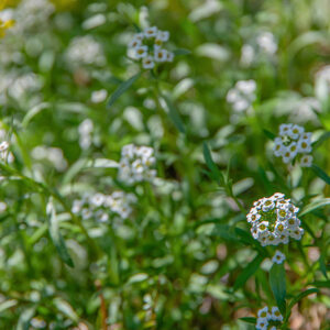IBERIS SEMPERFLOREGNS, BRASSIACACEAE, LOBULARIA MARITIMA, L, ALISSO PROFUMATO, BRASSICACEAE, ZONA MEDITERRANEA - 7135