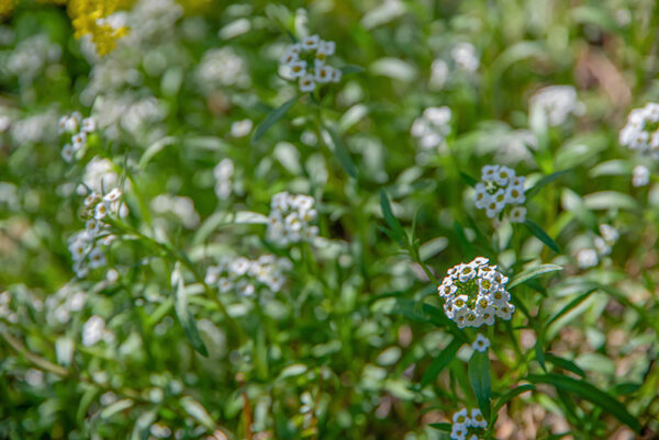 IBERIS SEMPERFLOREGNS, BRASSIACACEAE, LOBULARIA MARITIMA, L, ALISSO PROFUMATO, BRASSICACEAE, ZONA MEDITERRANEA - 7135