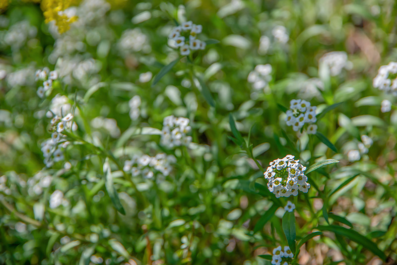 IBERIS SEMPERFLOREGNS, BRASSIACACEAE, LOBULARIA MARITIMA, L, ALISSO PROFUMATO, BRASSICACEAE, ZONA MEDITERRANEA - 7135 - immagine 1