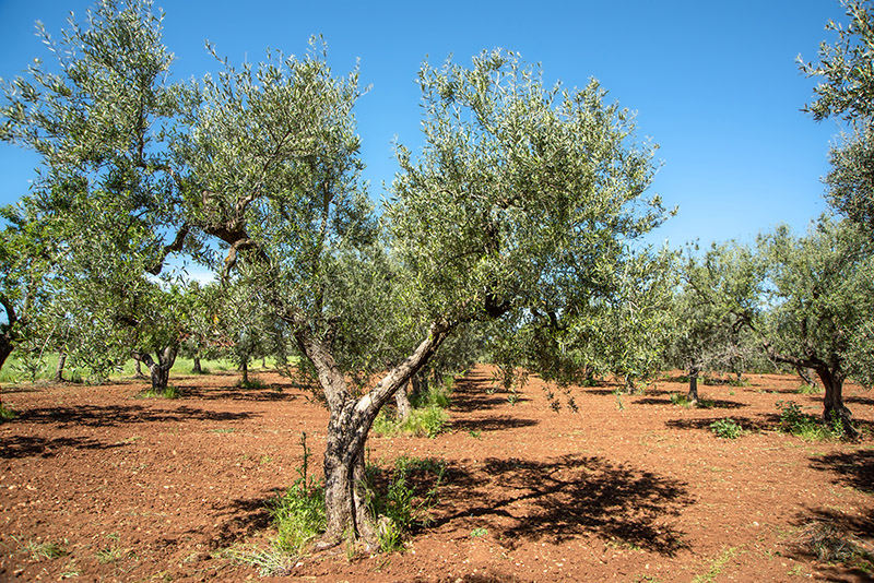 OLIVO, ALBERO, OLEA EUROPAEA, OLEACEAE - 8586 - immagine 1