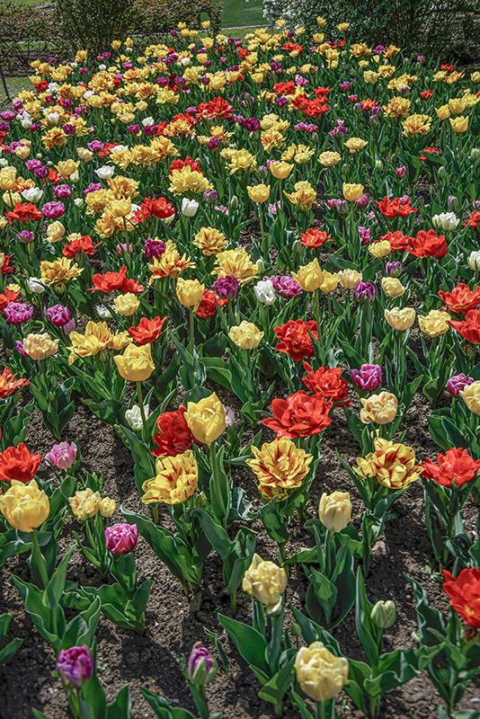 TULIPANI PRECOCI DOPPI - TULIPA - LILIACEAE - 6453