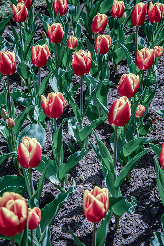 TULIPANO DOW JONES - TULIPA - LILIACEAE - 6485
