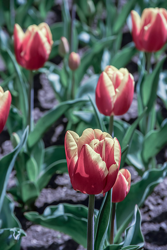 TULIPANO DOW JONES - TULIPA - LILIACEAE - 6486