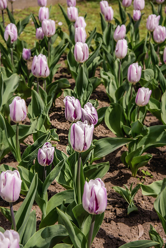 TULIPANO FLAMING FLAG - TULIPA - LILIACEAE - 6497