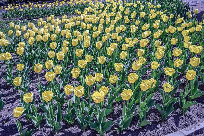 TULIPANO GOLDEN APELDOORN - TULIPA - LILIACEAE - 6449 - immagine 1