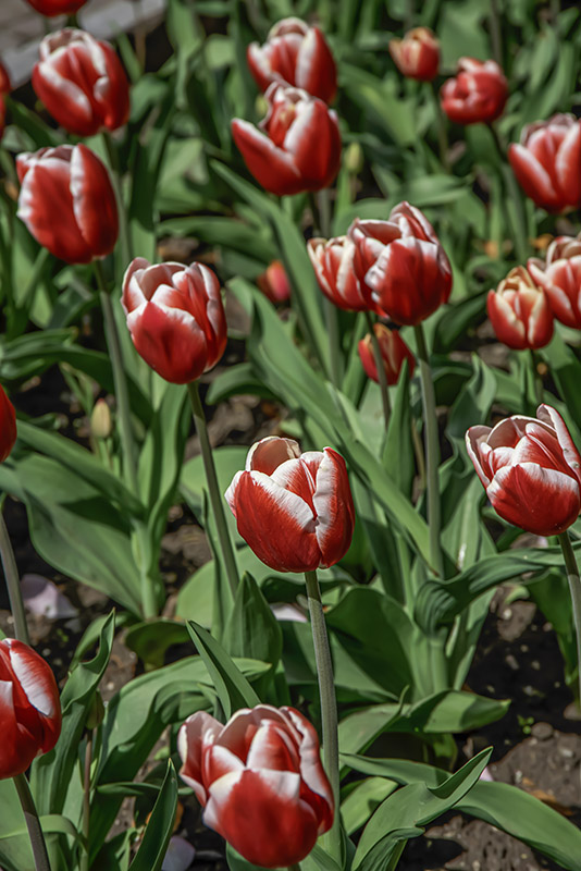 TULIPANO LEEN VAN DER MARK - TULIPA - LILIACEAE - 6505
